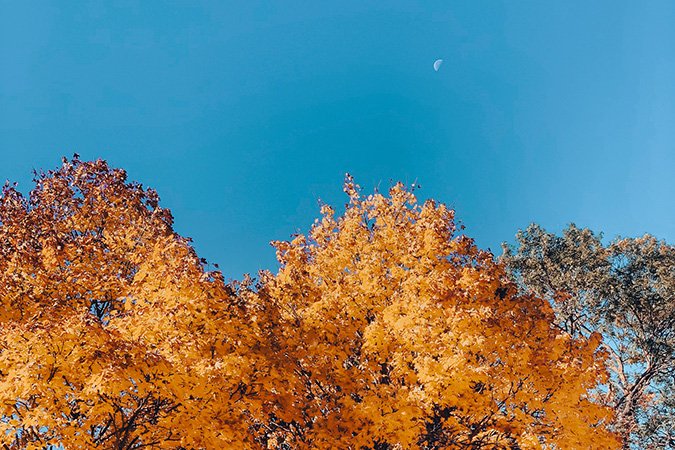 photo d'arbre en automne en vendée ciel bleu et la lune